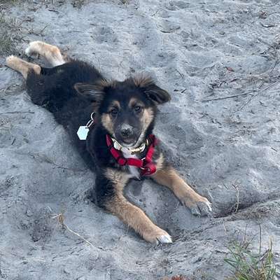 Hundetreffen-Neue Freunde für Amy-Bild