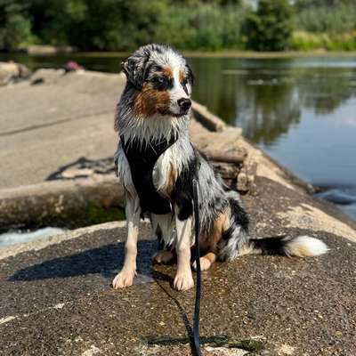 Hundetreffen-Spiel- und Gassi-Freunde gesucht 🐾-Bild