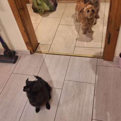 Hundetreffen-Welpentreff Zapfendorf und Umgebung-Bild