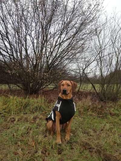 Rhodesian Ridgeback-Beitrag-Bild