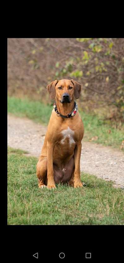 Rhodesian Ridgeback-Beitrag-Bild