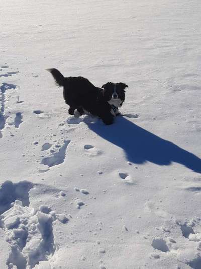 Dogorama Photo Challenge - Es wird nochmal kalt!-Beitrag-Bild