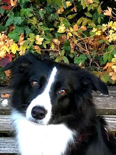 Dogorama Photo Challenge - Hundeblick zum hinschmelzen-Beitrag-Bild