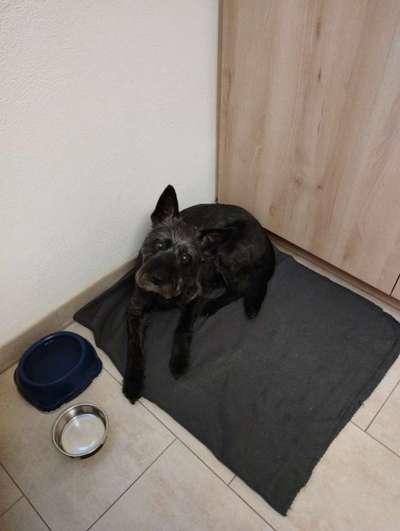 Black dogs are beautiful-Beitrag-Bild