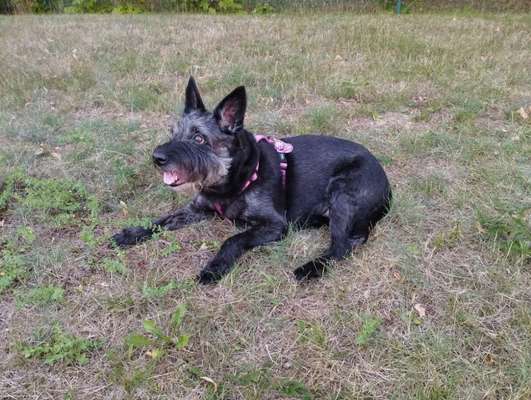 Fotosammlung: ,,Der natürliche Hund" Unbearbeitet, ungestellt und in Natura-Beitrag-Bild