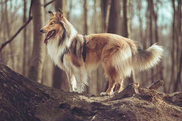 Collies gesucht-Beitrag-Bild