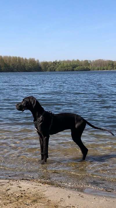 Deutsche Doggen Besitzer zeigt euch-Beitrag-Bild