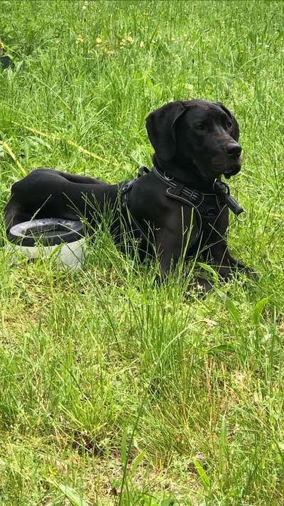 Deutsche Doggen Besitzer zeigt euch-Beitrag-Bild