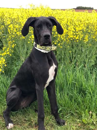 Deutsche Doggen Besitzer zeigt euch-Beitrag-Bild