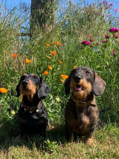 Die Dogorama Monats Challenge "Es grünt und blüht"-Beitrag-Bild