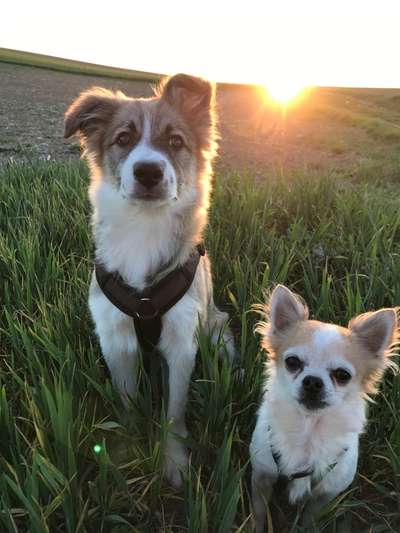 Die Dogorama Wochen Challenge-Beitrag-Bild