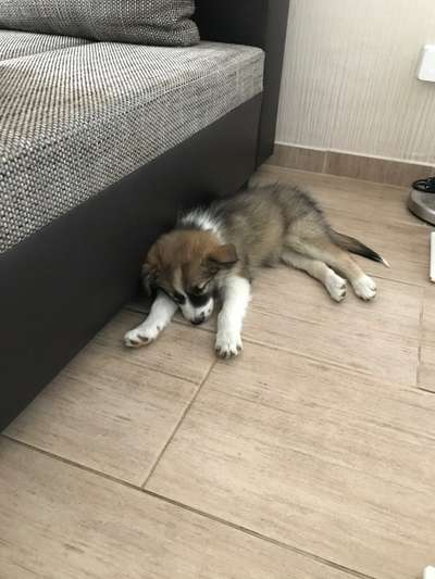 Welpen Bilder !-Beitrag-Bild