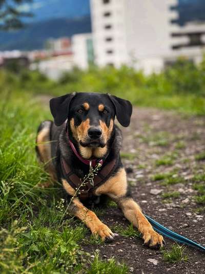 Griechische Bracke-Beitrag-Bild