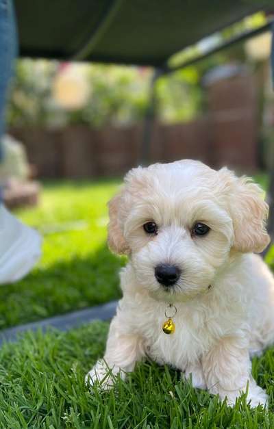 Maltipoo Freunde-Beitrag-Bild