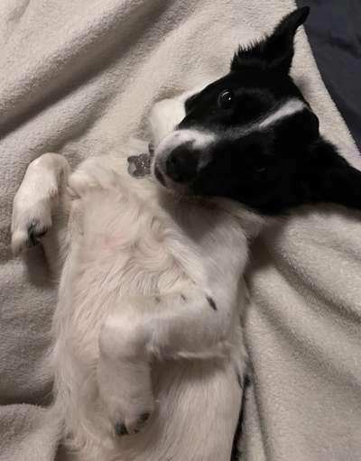 Dogorama Photo Challenge - Hundeblick zum hinschmelzen-Beitrag-Bild