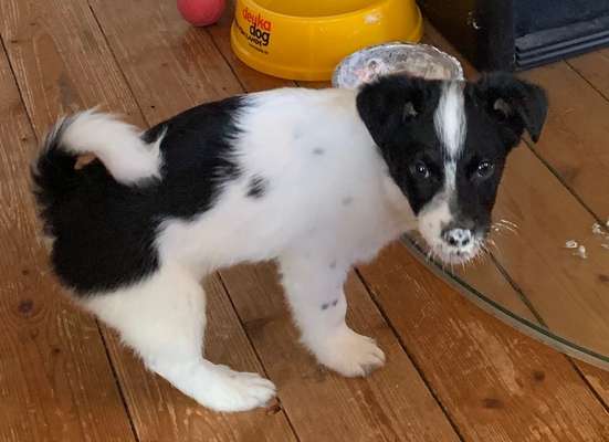 Welpen Bilder !-Beitrag-Bild