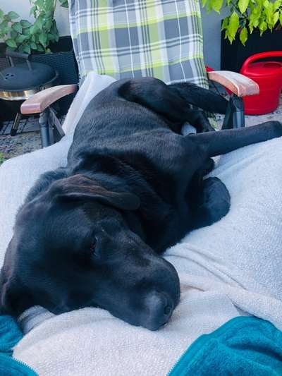 Labradorfans-Beitrag-Bild