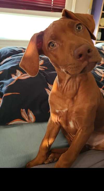 Hundetreffen-RR (10 Monate) sucht Hundefreunde zum Trainieren, Gassi gehen und Spielen :)-Bild