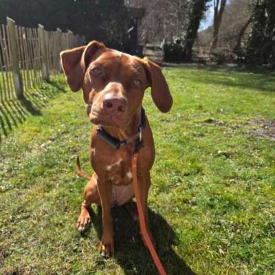 Hundetreffen-RR Hündin sucht Hundefreunde zum Spielen in Tegel oder Mahlow :)-Bild