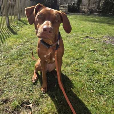 Hundetreffen-RR Hündin sucht Hundefreunde zum Spielen in Mahlow oder Tegel :)-Bild