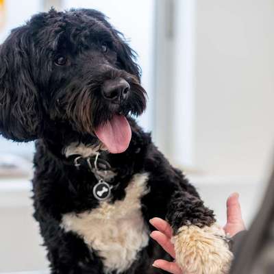 Tierärzte-Tierärztliche Praxis für Kleintiere Dr. Cosima Bouassiba (Veternicum Nesto Viersen GmbH)-Bild