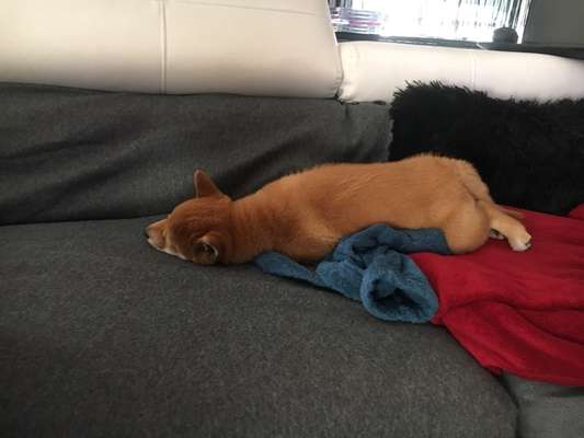 Welpen Bilder !-Beitrag-Bild