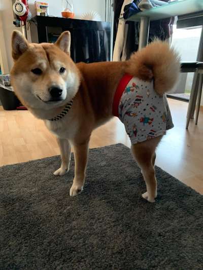 Shiba Inu und andere japanische Rassen!-Beitrag-Bild