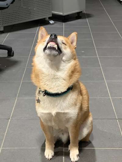 Die Dogorama-Wochen-Challenge "Die schönste Grimasse"-Beitrag-Bild