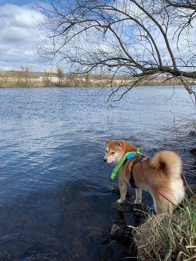 Dogorama-Monats-Challenge-Mai "Wasser"-Beitrag-Bild