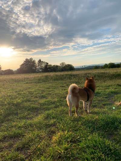 Die Dogorama Kalender Challenge Teil 3/4-Beitrag-Bild