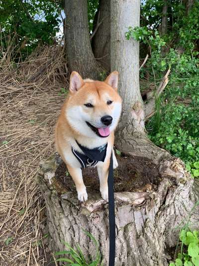 Shiba Inu und andere japanische Rassen!-Beitrag-Bild