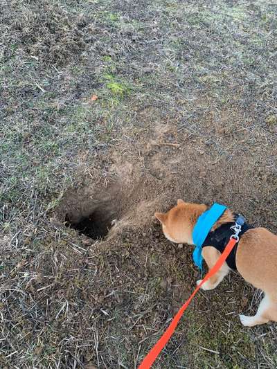 Curli Geschirr-Beitrag-Bild