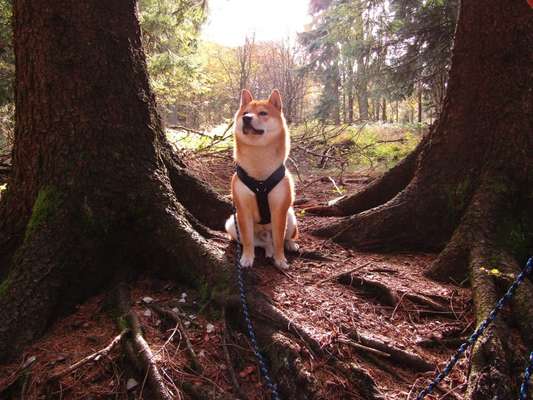 Wald Bild-Beitrag-Bild