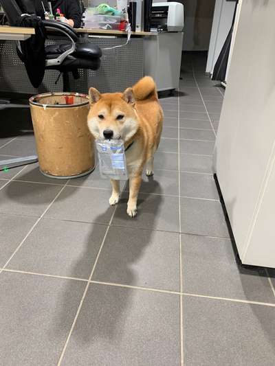 Lustige  und seltsame Angewohnheitn eurer Fellnasen :)-Beitrag-Bild