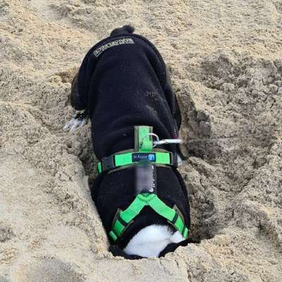 28. Farben Foto Challenge * BEIGE *-Beitrag-Bild