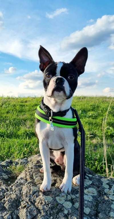 Wo sind hier die Boston Terrier?-Beitrag-Bild