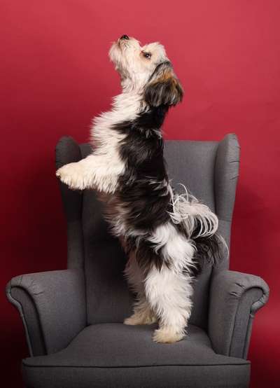 Welpenfotos-Beitrag-Bild