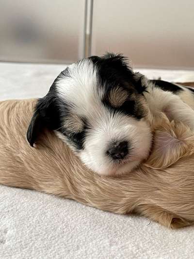 Welpenfotos-Beitrag-Bild