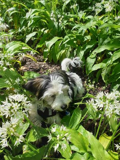 Dogorama Photo Challenge - Tarnung ist alles-Beitrag-Bild