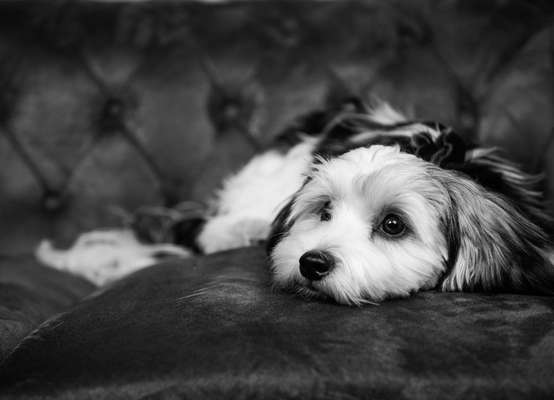 Die Dogorama Kalender Challenge Titelbild-Beitrag-Bild