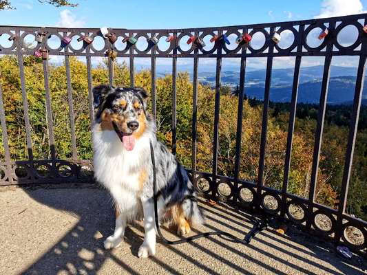 Die Dogorama Kalender Challenge Titelbild-Beitrag-Bild