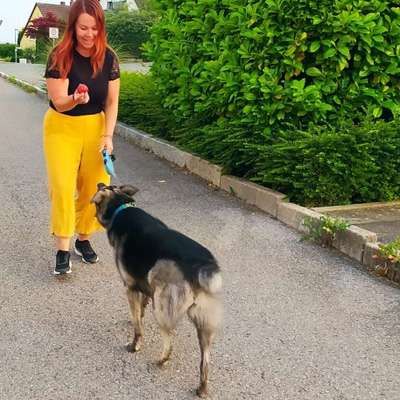 Hundetreffen-Gassirunde Raum Renningen