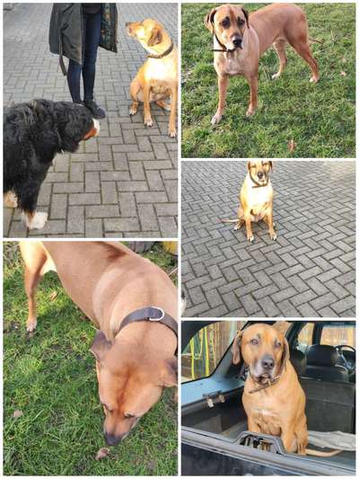 Rhodesian Ridgeback-Beitrag-Bild