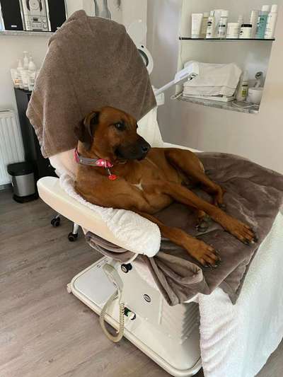 Rhodesian Ridgeback-Beitrag-Bild