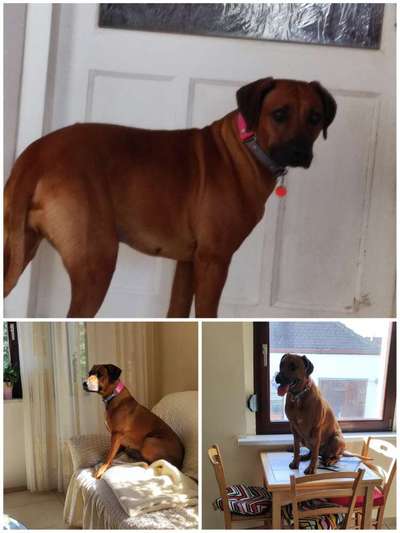 Rhodesian Ridgeback-Beitrag-Bild