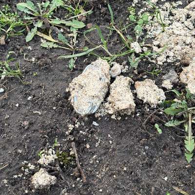 Giftköder-Undefinierbare Futtermasse mit Nägeln-Bild