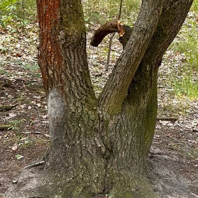Giftköder-EPS-Bild