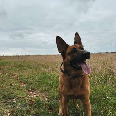 Hundetreffen-Gemeinsam Gassi gehen oder Spielen-Bild