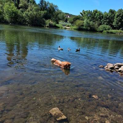 Hundetreffen-Entspannter Spaziergang unter Hundefreunden-Bild