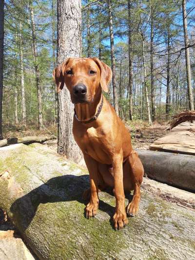 Rhodesian Ridgeback-Beitrag-Bild